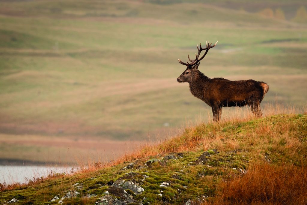 Best stalking rifles for red deer on the hill