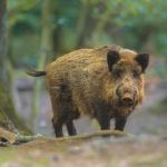 Wild boar numbers in Scotland set to rise by 60%