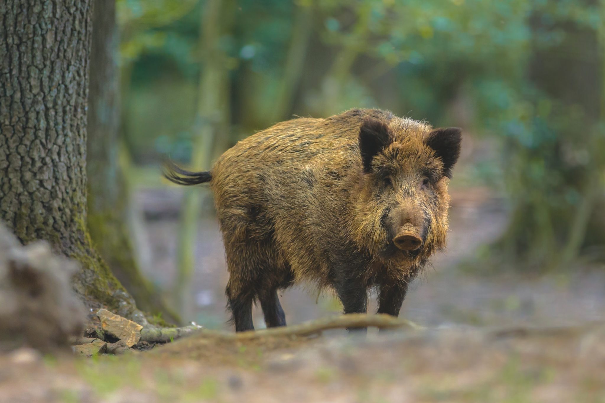 Wild boar numbers in Scotland set to rise by 60%