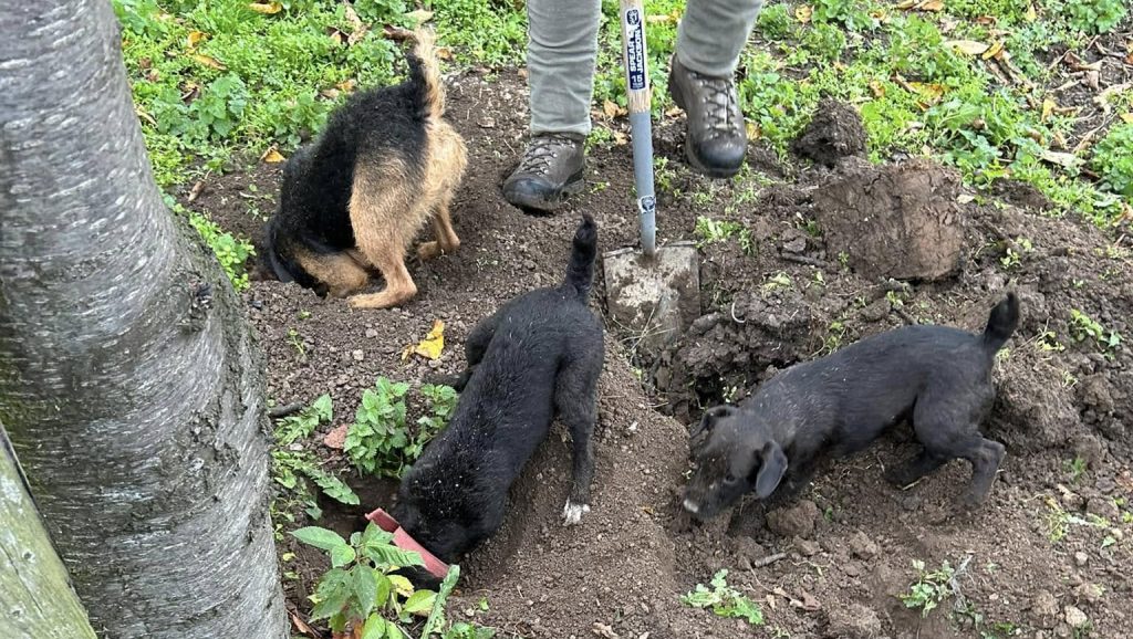 New standards published for working animals in pest control