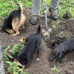 New standards published for working animals in pest control