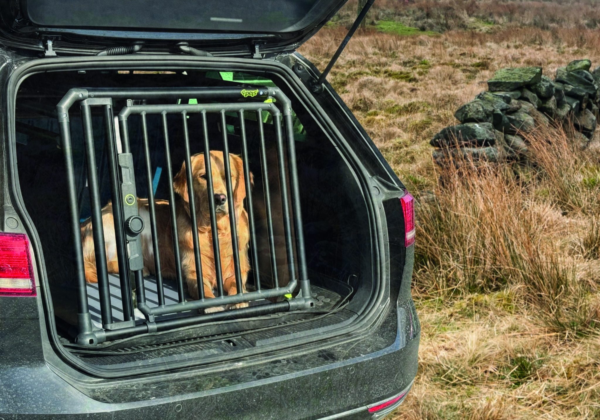 Gundog Labrador in back of car