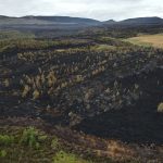 Record wildfire prompts Scottish U-turn on muirburn licensing