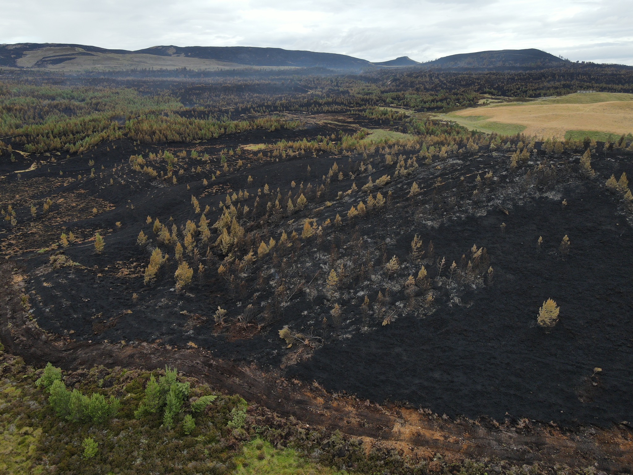 Record wildfire prompts Scottish U-turn on muirburn licensing