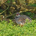 Countryside Stewardship extended but uncertainty remains