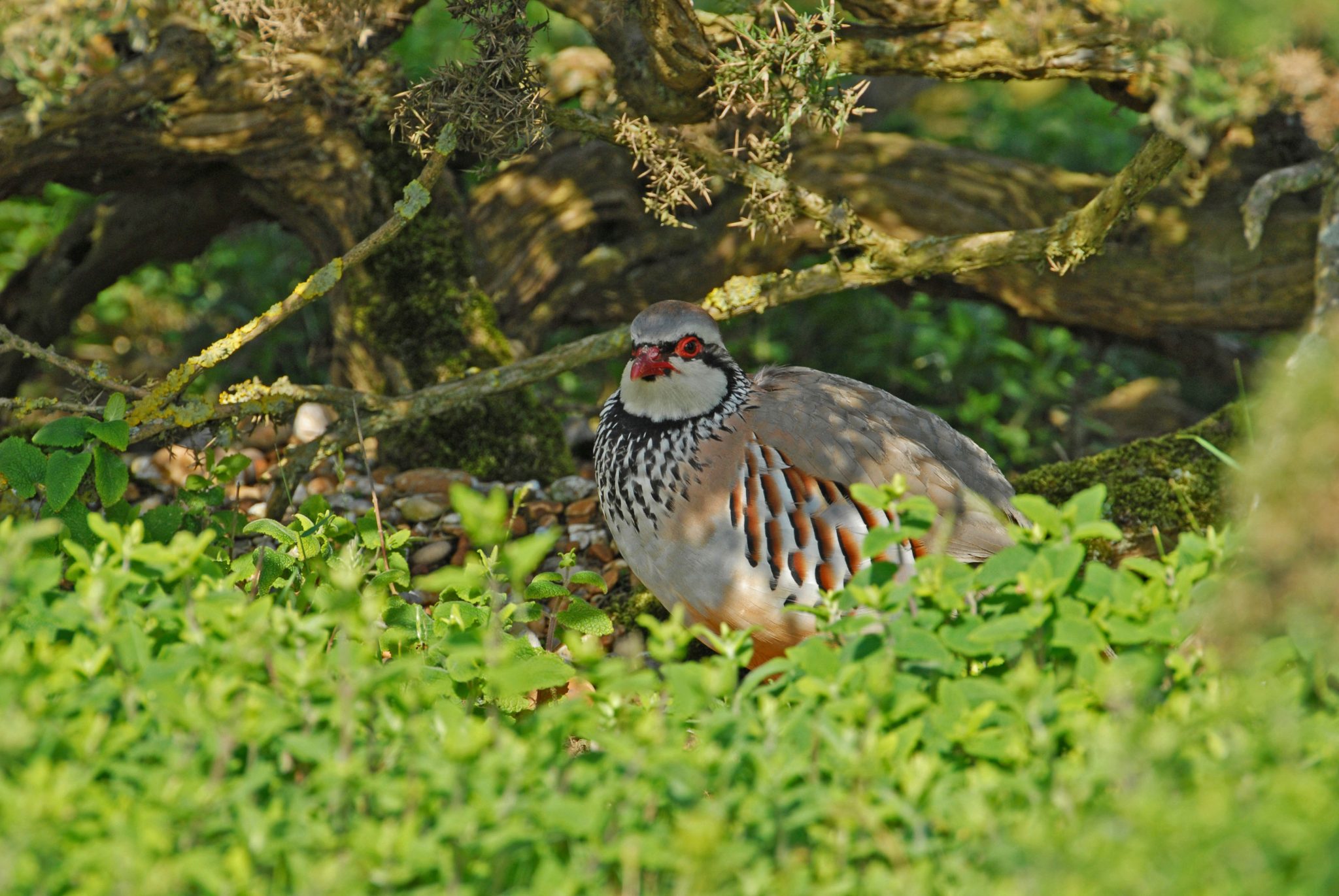 Countryside Stewardship extended but uncertainty remains