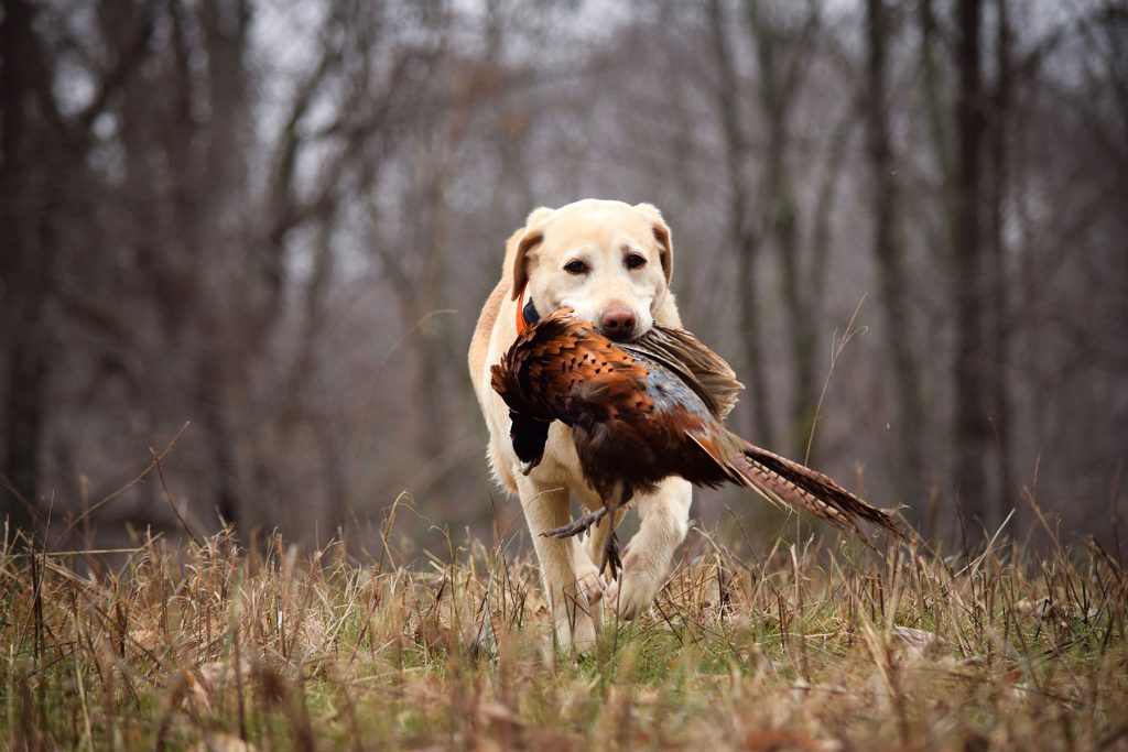 The vital role of gundogs in driven game shooting