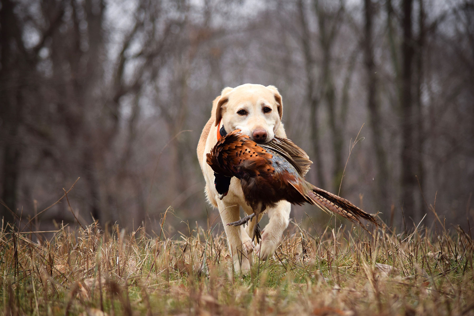 The vital role of gundogs in driven game shooting