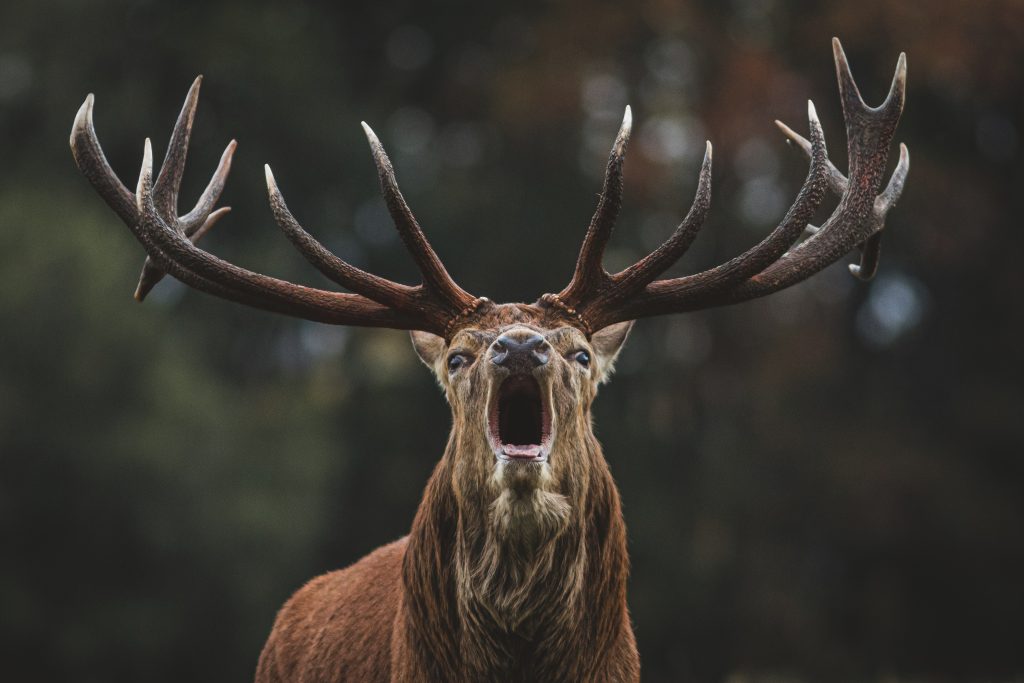 Stalker numbers could be halved by “flawed” deer Bill