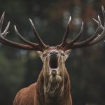 Stalker numbers could be halved by “flawed” deer Bill