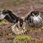 Sixteen raptor species recorded on Scottish moorlands
