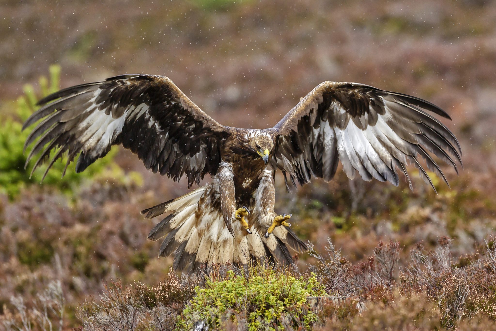 Sixteen raptor species recorded on Scottish moorlands