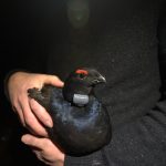 Black grouse breed on North York Moors for first time in 200 years