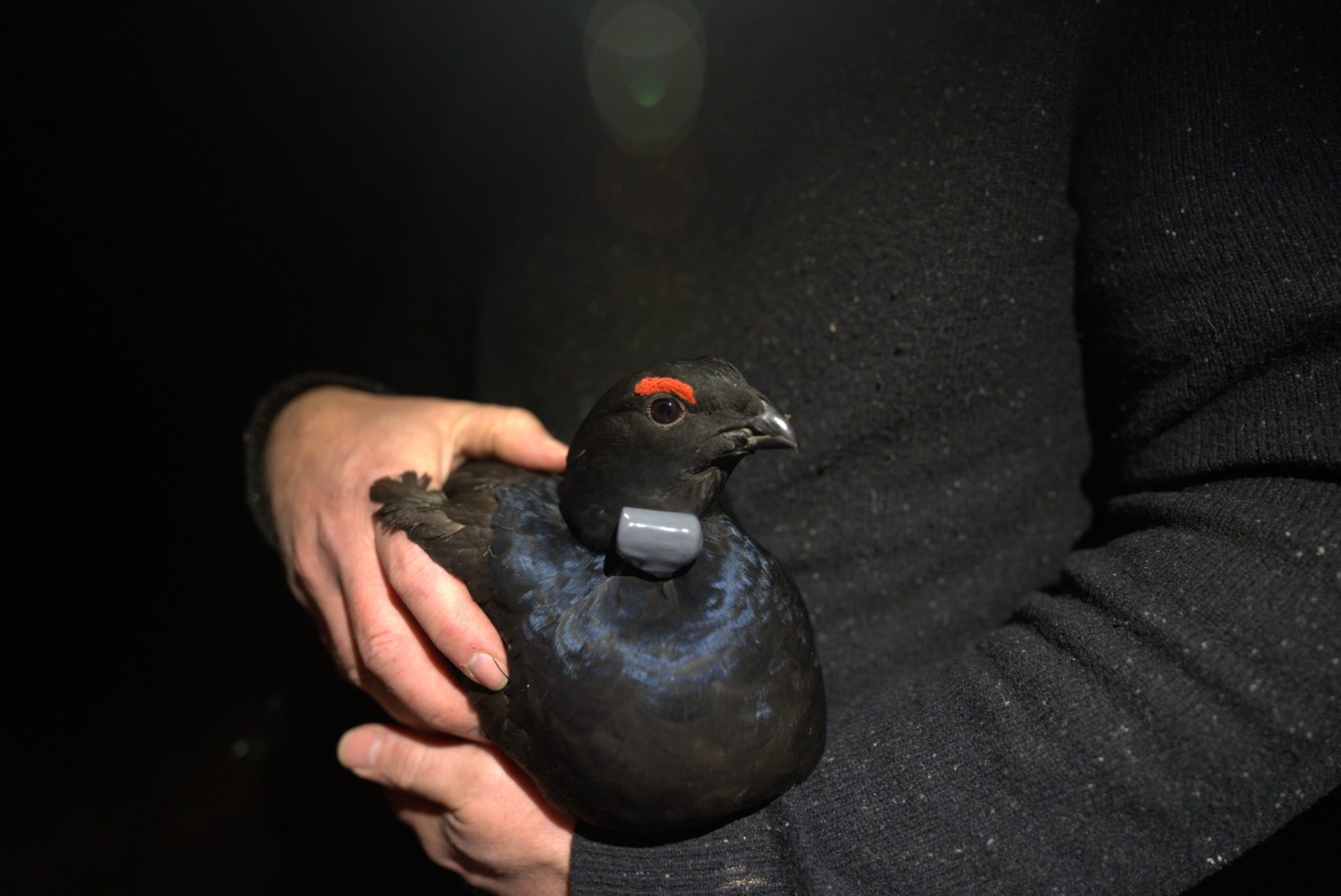 Black grouse breed on North York Moors for first time in 200 years