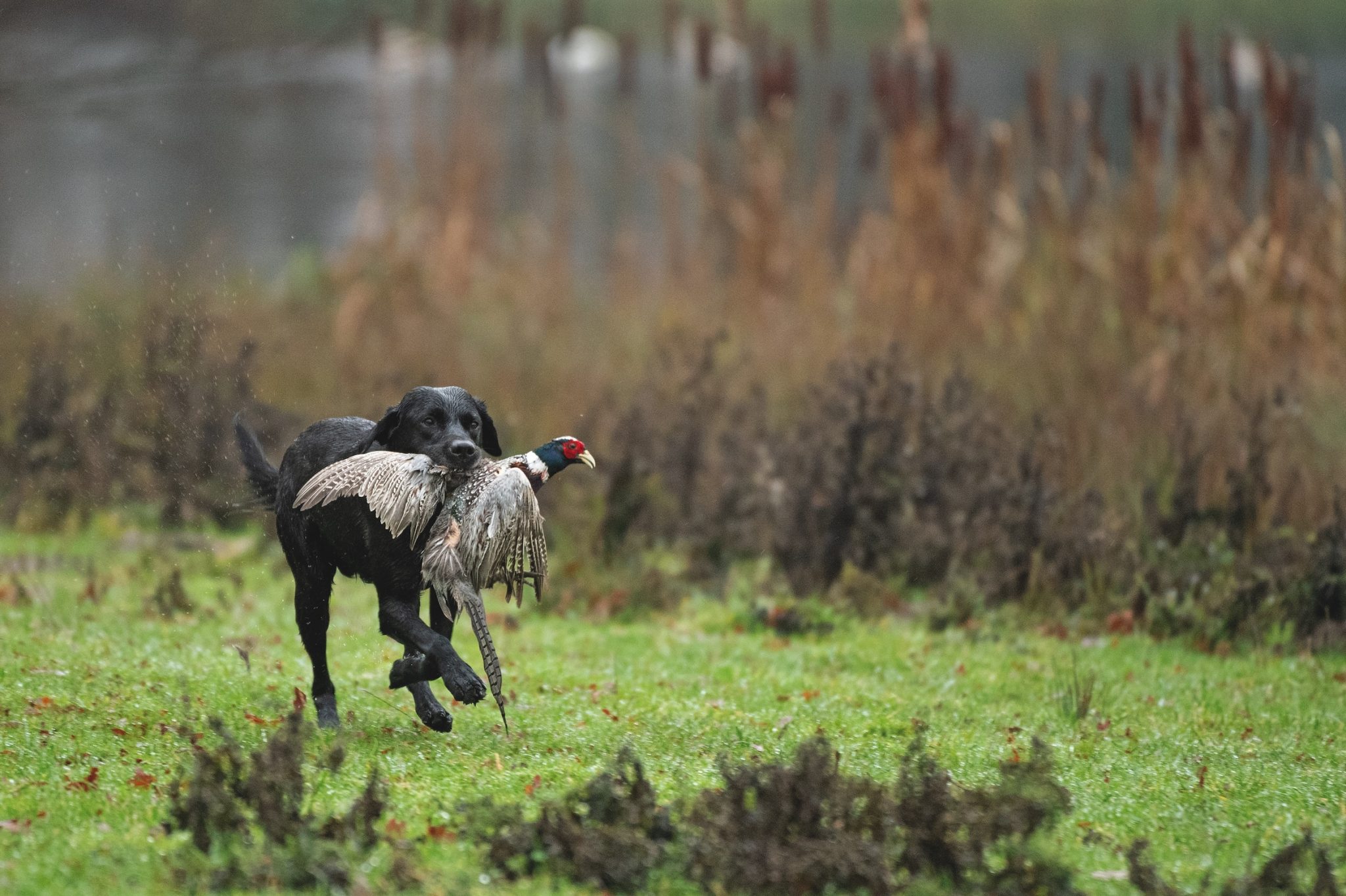 The vital role of gundogs in driven game shooting