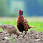 Natural England moves gamebird release reporting online