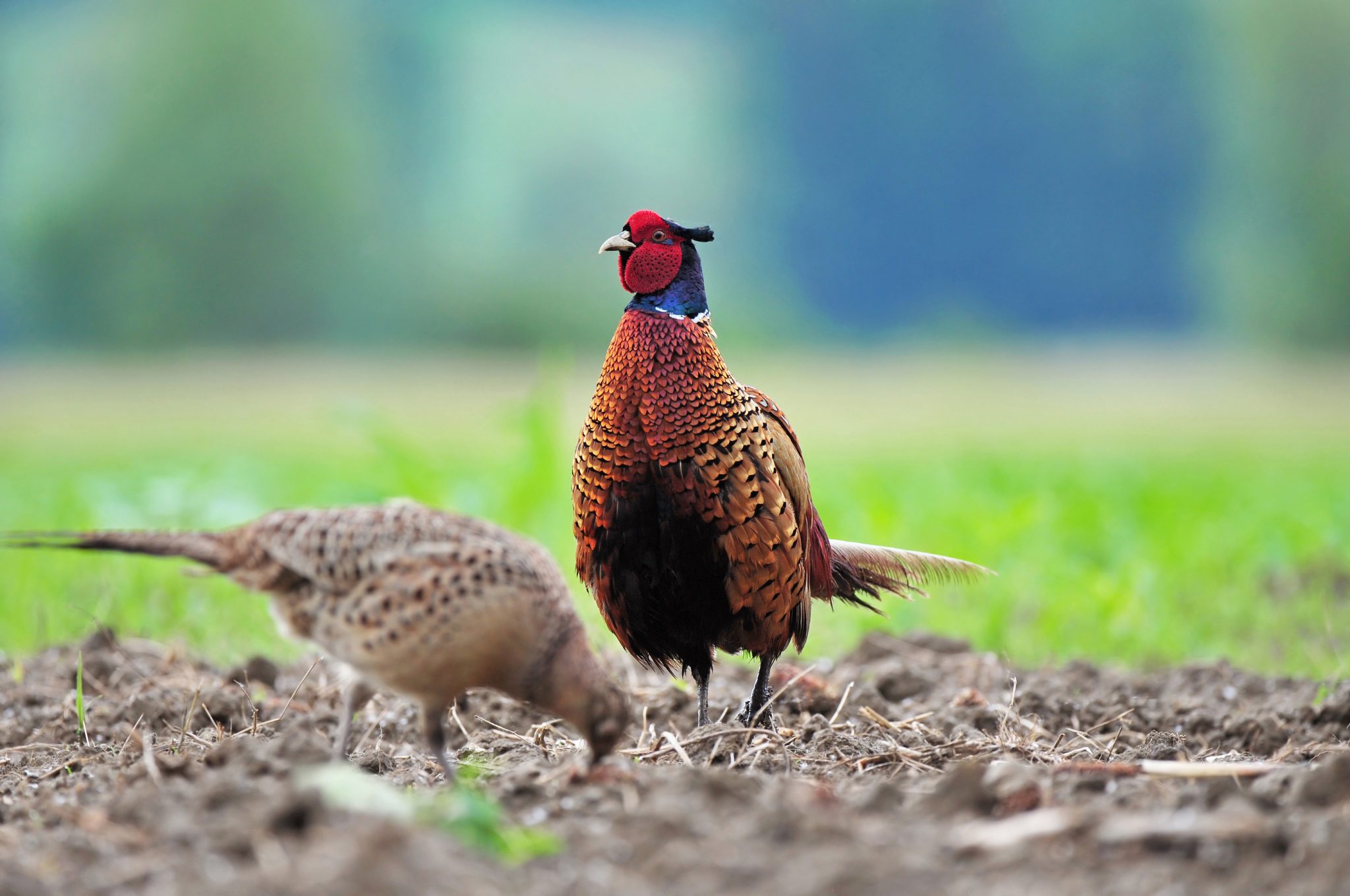 Natural England moves gamebird release reporting online