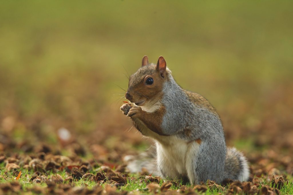 New grey squirrel immunocontraception breakthrough