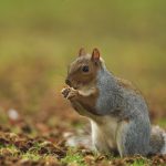 New grey squirrel immunocontraception breakthrough