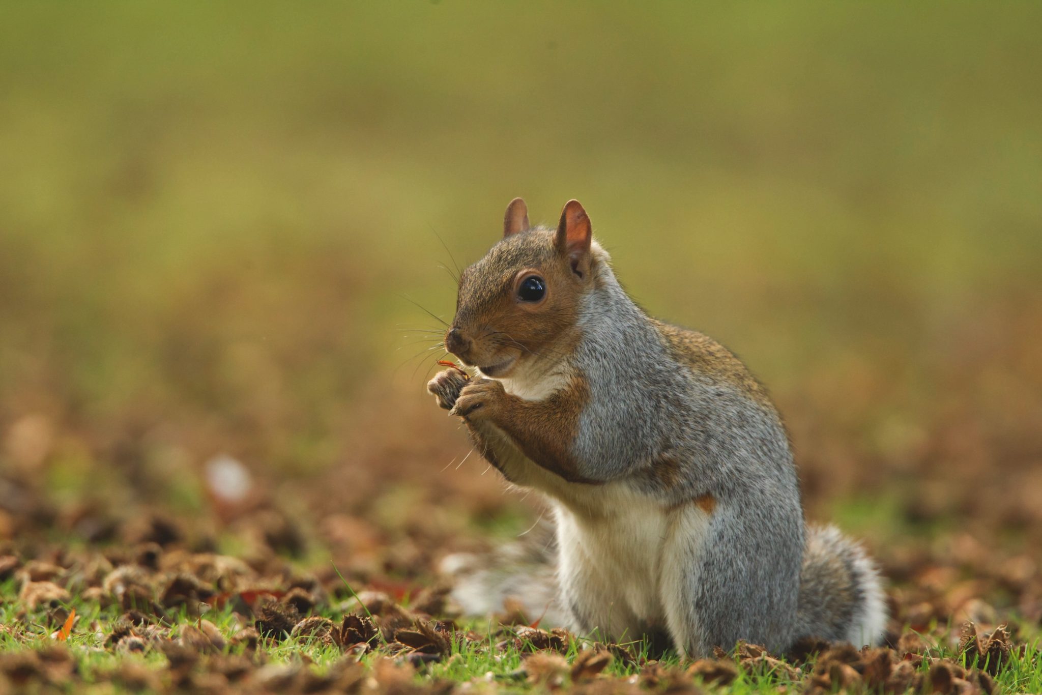 New grey squirrel immunocontraception breakthrough