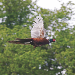 2025-26 UK pheasant shooting season: optimism across estates