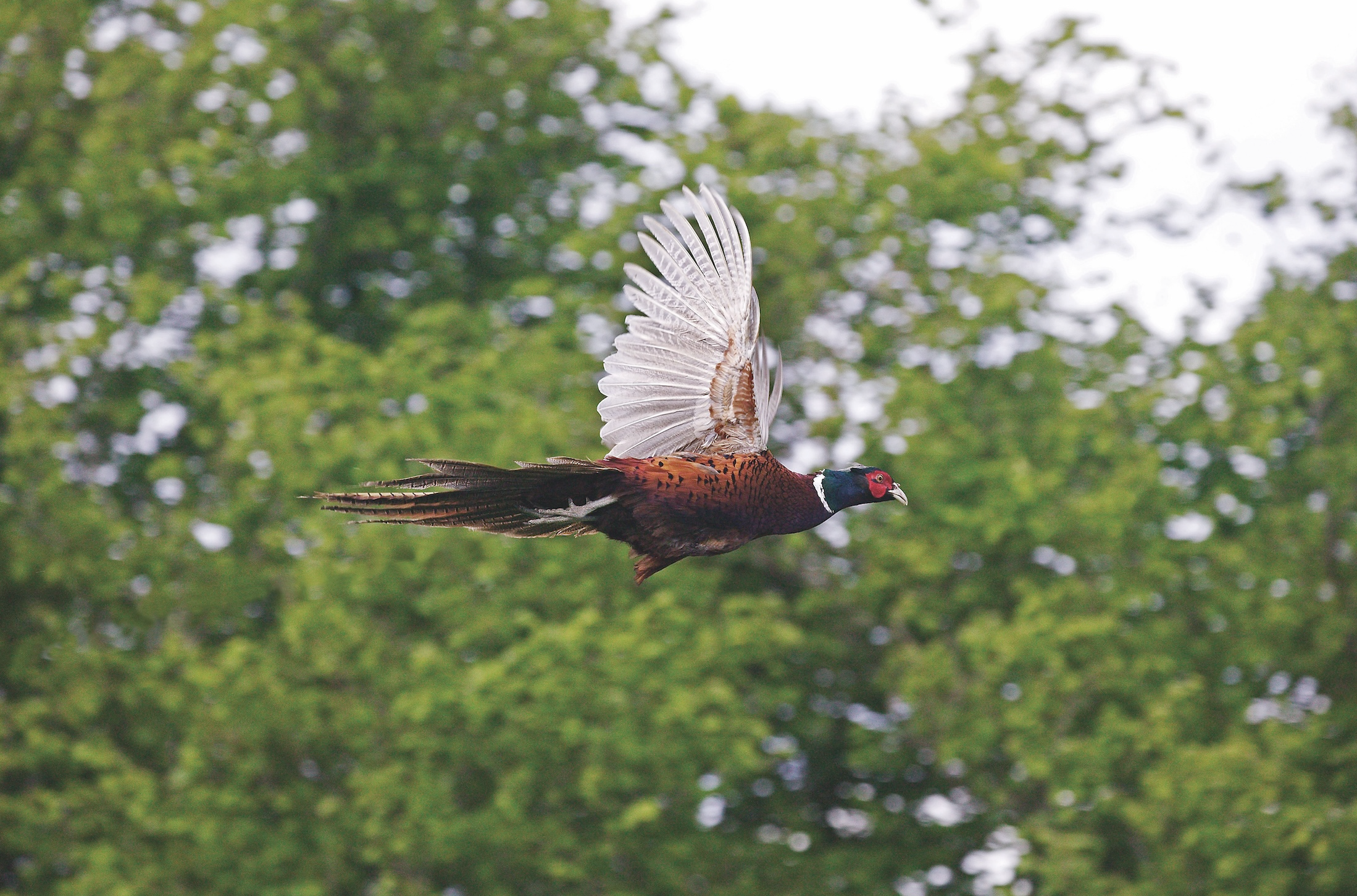 2025-26 UK pheasant shooting season: optimism across estates