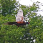2025-26 UK pheasant shooting season: optimism across estates
