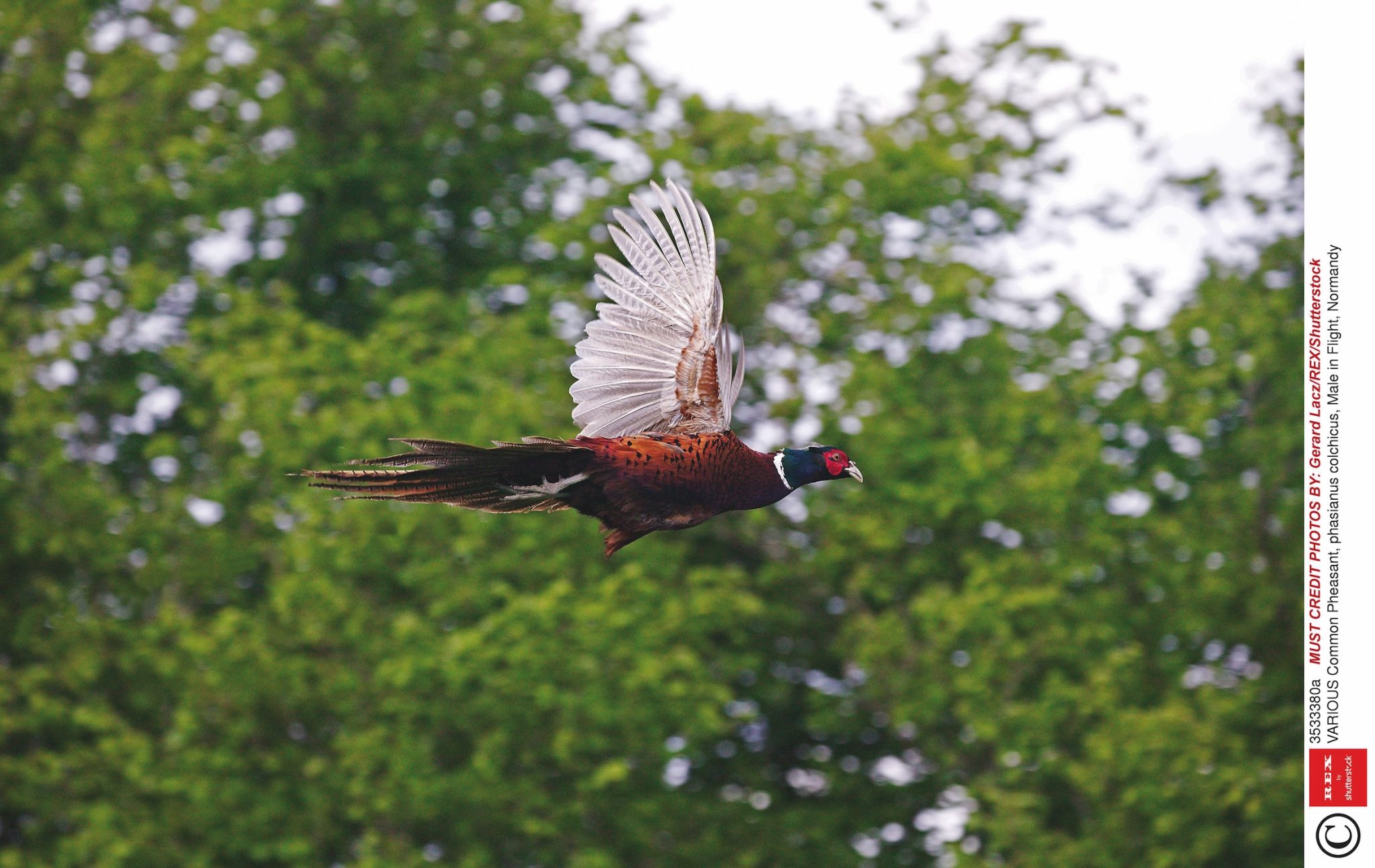 2025-26 UK pheasant shooting season: optimism across estates