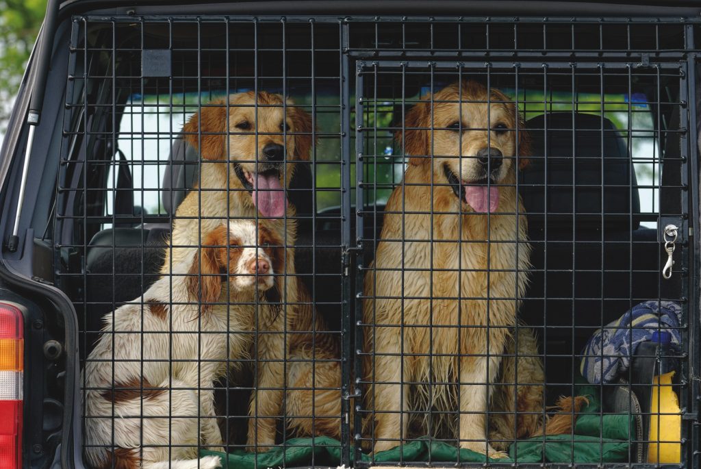 Safe gundog travel: why you must restrain your dog in the car