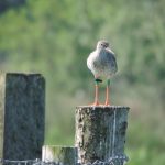 Redshank thrive as other waders struggle