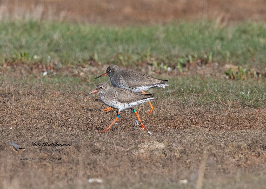 A pair of redshanks by Ian Hutchinson.