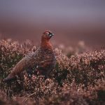 Natural England outlines changes to 2026 General Licences