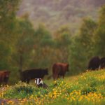 Gareth Wyn Jones: "Reduce badger numbers to fix TB"