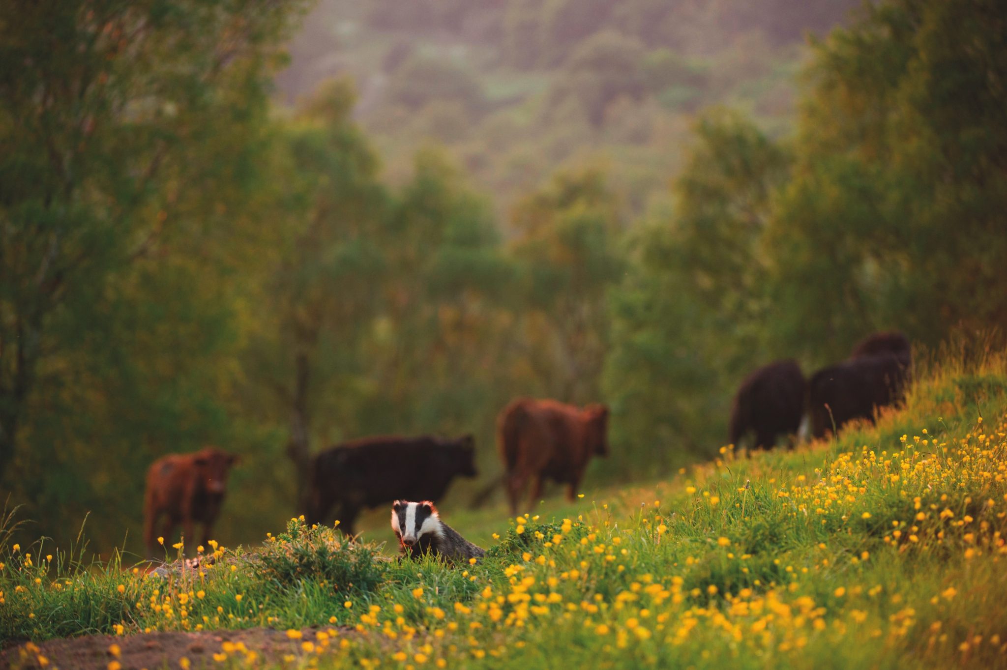 Gareth Wyn Jones: &#8220;Reduce badger numbers to fix TB&#8221;