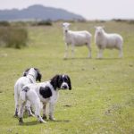 Dog owners face unlimited fines for livestock worrying
