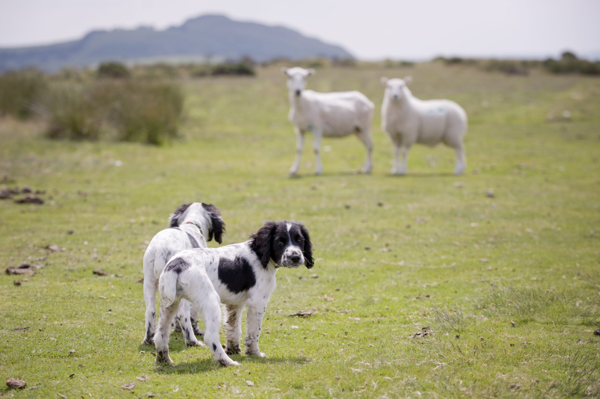 Dog owners face unlimited fines for livestock worrying