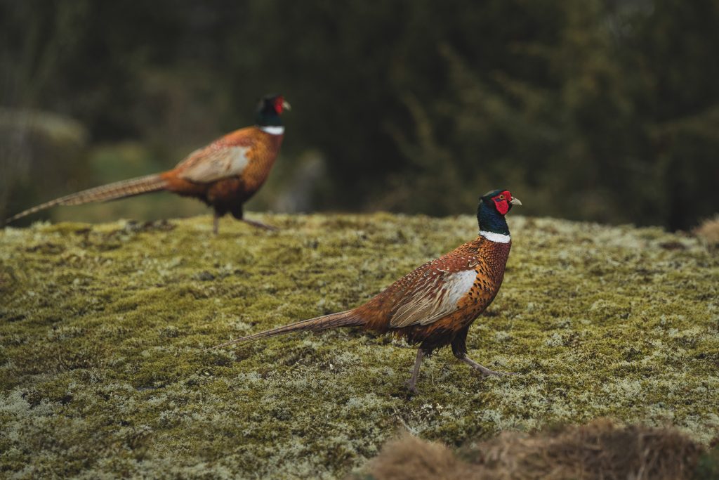 Victory for keepers as gamebird licensing threat withdrawn