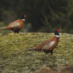 Victory for keepers as gamebird licensing threat withdrawn