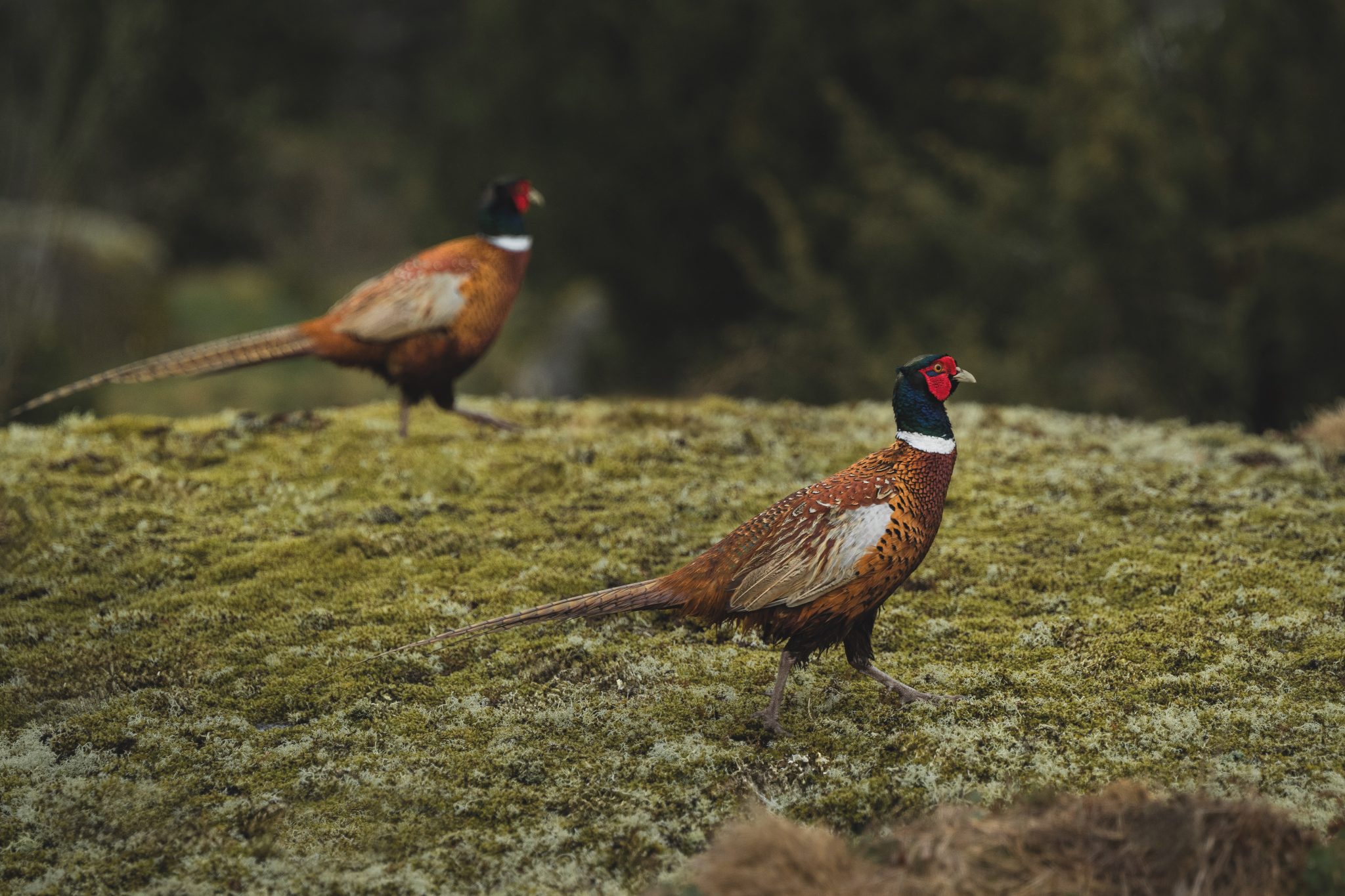 Victory for keepers as gamebird licensing threat withdrawn