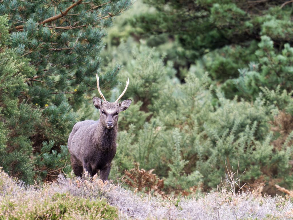 Sika could come to dominate Scottish woodlands, study warns
