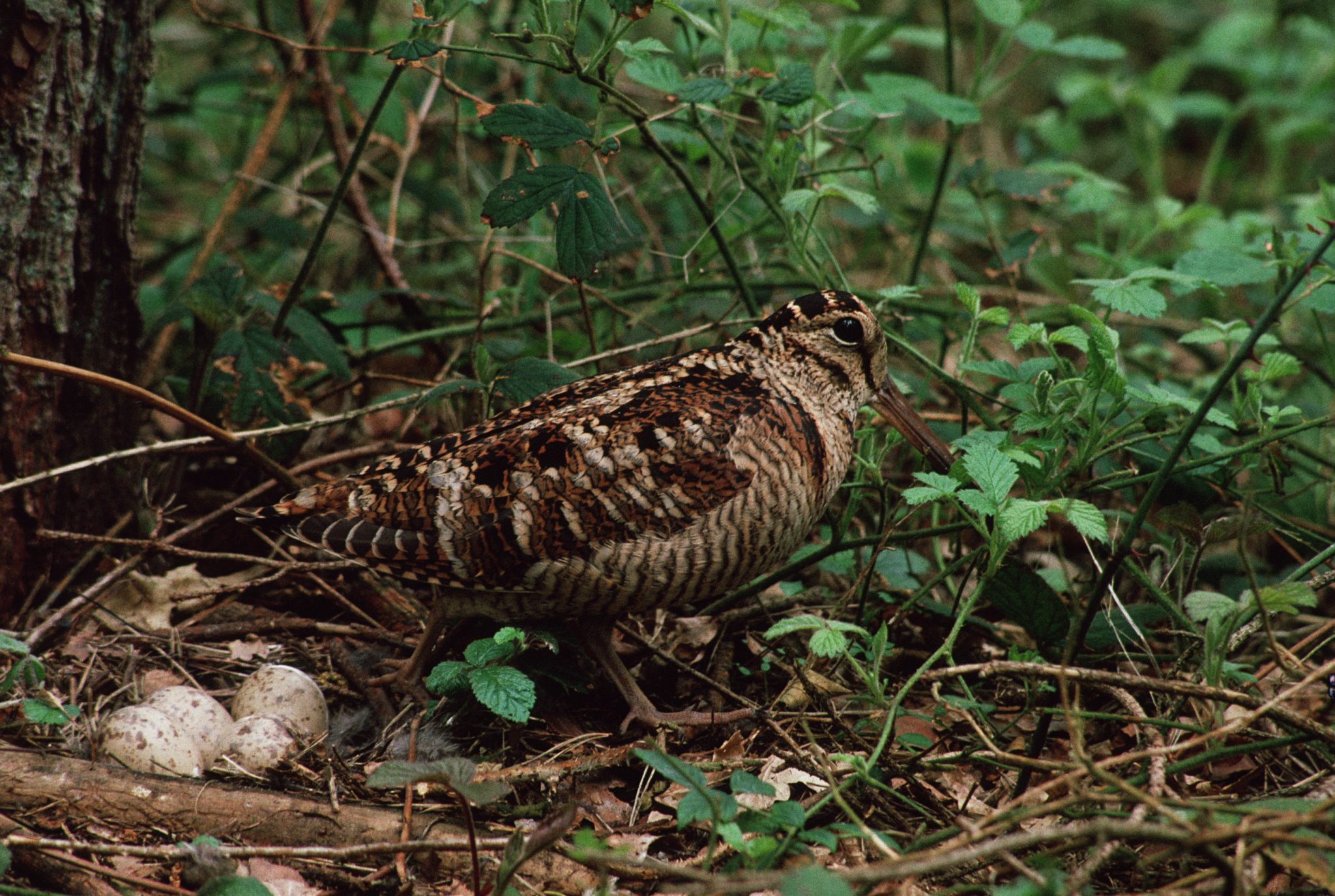 Wonderful woodcock
