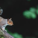 Deer and grey squirrels in policy focus