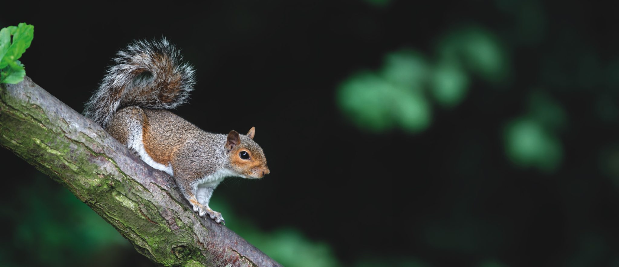 Deer and grey squirrels in policy focus