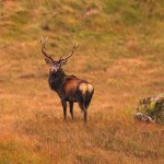 Ministers press ahead with 'flawed' deer bill
