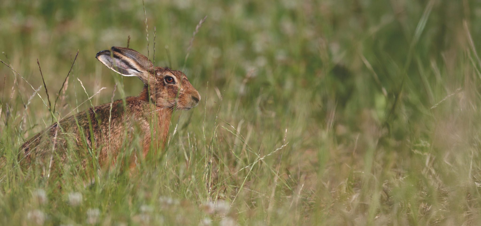 Animal welfare strategy sparks rural backlash over snares and hares