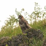 One rogue does not represent gamekeeping