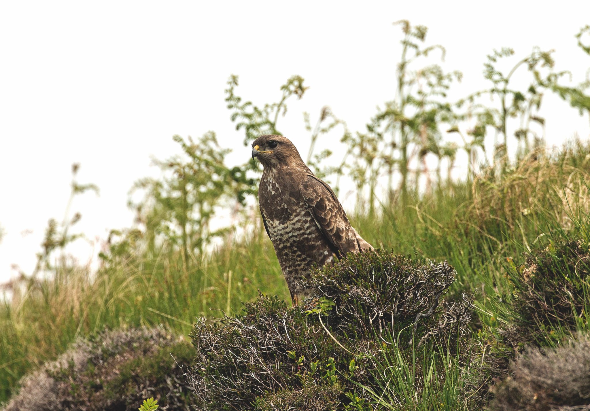 One rogue does not represent gamekeeping