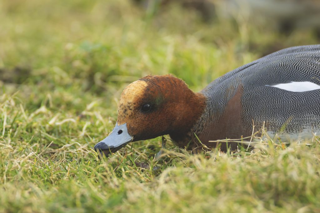 Eurasian wigeon