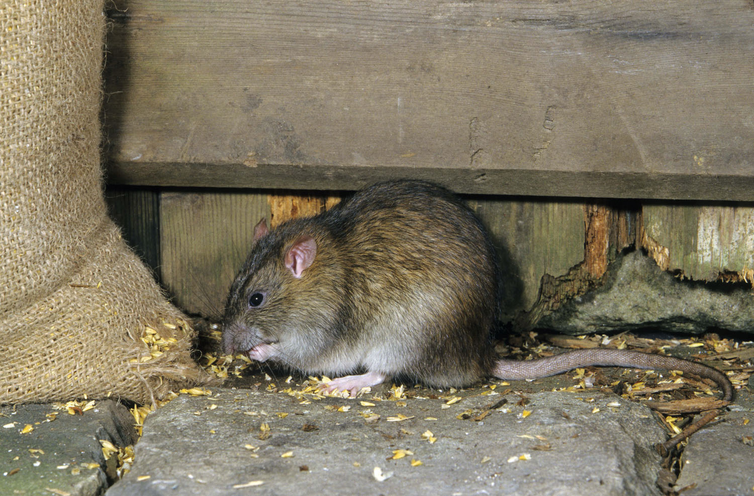 The ultimate nighttime ratting gear guide