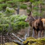 Mixed results for shooting sector in deer Bill